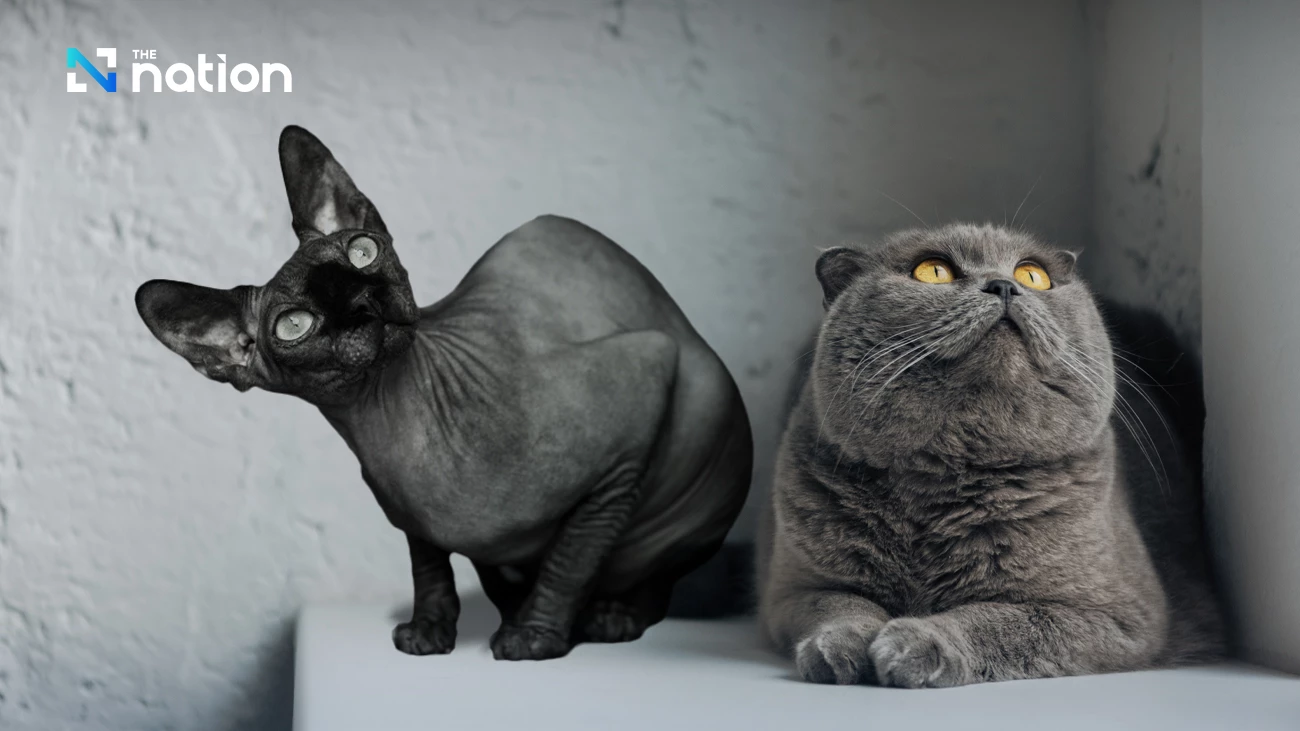 Alasan Belanda Larang Warganya Miliki Kucing Scottish Fold dan Sphynx Baru